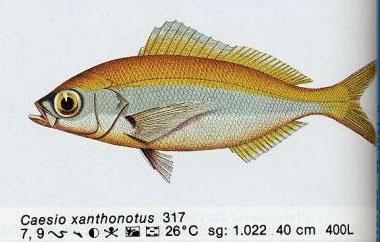 Caesio xanthonotus